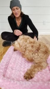 Friend Dondi helping Judy the Labradoodle in a photo shoot.